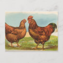 Recherche de rhode island cartes postales Poule