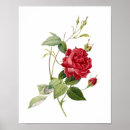 Suche nach vintager blumenstrauß poster Botanisch