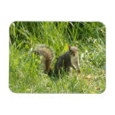 Recherche de écureuil magnets Faune
