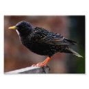 Suche nach starling Schwarz