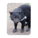 Recherche de marsupiaux magnets Animaux