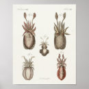 Suche nach cephalopod poster Vintag