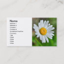 Recherche de marguerites cartes visite Beauté