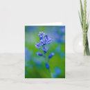 Recherche de jacinthes vœux cartes Fleurs sauvages