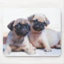 Recherche de chiot carlin tapis souris Animaux