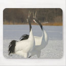 Recherche de grues tapis souris Nature