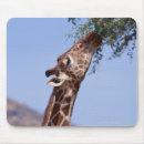 Suche nach retikulierte giraffe Afrika