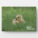 Suche nach gänse fotoplatten Vogelbeobachtung
