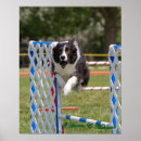 Suche nach hunde agility poster Haustiere