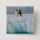 Recherche de petit oiseau badges Antarctique