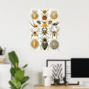 Suche nach spiders poster Tiere