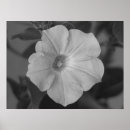 Suche nach petunie kunst Flora