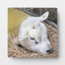 Suche nach schäfer fotoplatten Bauernhof