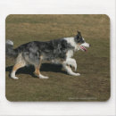 Recherche de 1 photo tapis souris Border collie