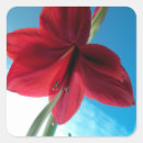 Recherche de amaryllis autocollants Pour tous