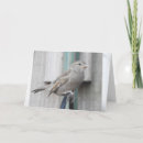 Recherche de moineaux vœux cartes Photographie
