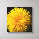 Suche nach löwenzahn poster leinwandbilder Blüte