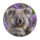 Recherche de koala planches à découper Marsupial