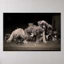 Recherche de les boxeurs posters Chiot