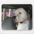 Recherche de bouledogue américain Race
