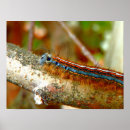 Suche nach moth poster Raupe
