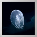 Recherche de translucide posters Animal