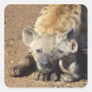 Recherche de hyena autocollants Faune