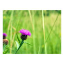 Recherche de nature sauvage posters Violet