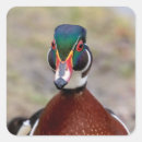 Recherche de canard sauvage autocollants Animal