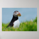 Suche nach papageientaucher poster Meer