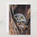 Suche nach gepunktet karten Eule