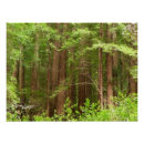 Recherche de sequoia poster Forêt