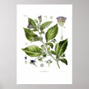 Suche nach belladonna poster Vintag