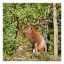 Suche nach rocky mountain nationalpark poster Farbenspiel