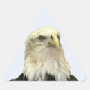 Recherche de bald eagle autocollants Nature