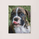 Suche nach boxerhunde puzzle Welpe