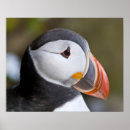 Suche nach seevogel poster Papageientaucher