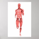Recherche de musculaire posters Illustrations biomédicales