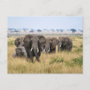 Recherche de savane cartes postales Serengeti