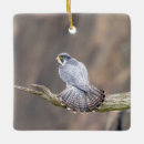 Suche nach wanderfalke ornamente Raptor