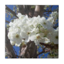 Recherche de blossom carreaux Printemps