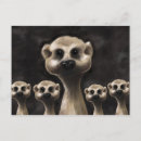 Suche nach meerkats postkarten Wüste