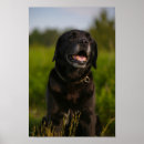 Recherche de marionnette posters Dog