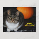 Recherche de chat halloween cartes postales Minou