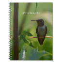 Recherche de colibri photographie Jardin