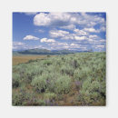 Suche nach lupine magnete Feld