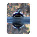 Recherche de tortues magnets Faune