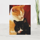 Suche nach süße träume karten Katze