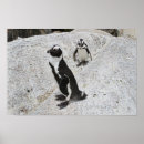 Suche nach afrikanische vögel poster Pinguine