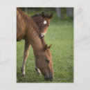 Recherche de juments cartes postales Champ